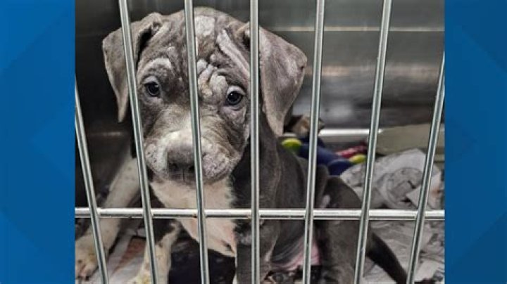 Unveiling The SPCA Of Westchester NY